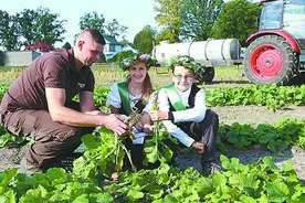 德国有个“小萝卜之城”图片