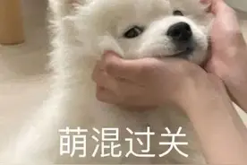 多地推出“携犬观影”，佛山有吗？街坊最关心的问题是……图片