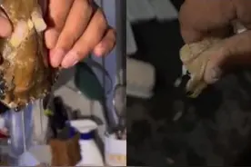 新型骗局！男子花400元买梭子蟹皮皮虾全是空壳：注水海鲜 几乎没肉图片