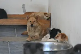 宠物弃养频现，治理还存哪些难题？图片