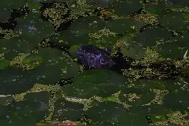 浦东松江奉贤金山等多地惊现“大老鼠”，“老牌”外来物种在上海钟意莲藕茭白图片