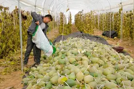 新疆兵团第一师阿拉尔市戈壁滩上的哈密瓜喜迎丰收图片