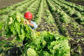 二十四节气｜小雪腌雪里蕻，美味背后是古人冬日藏菜的智慧图片