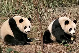 再见了“团团”！“团团”、“圆圆”赴台前两小无猜照曝光图片