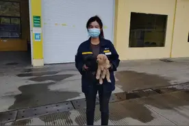狗妈妈在衢州这个服务区流浪，两个月后它和宝宝都有了新家……​图片