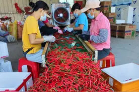 茂南区加紧建设小米椒田间冷库，助推50万吨年出口量再添附加值图片