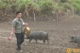 朱红平：生态黑猪“拱”出致富路图片