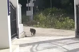 退役警犬“离家出走”，回望一瞬看哭了图片