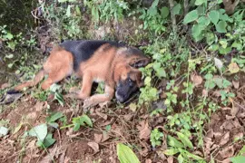 退役警犬自感“时日无多”三次悄悄离家，这让人泪目的故事有个温暖结局图片