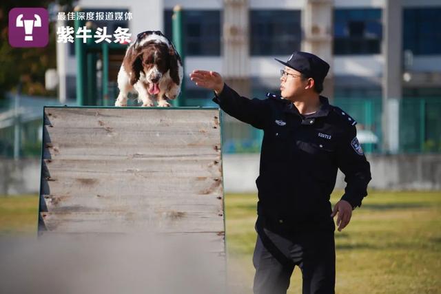 退役警犬自感“时日无多”三次悄悄离家，这让人泪目的故事有个温暖结局