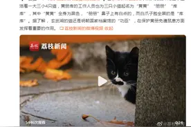 “御猫”！南京玄武湖网红猫萌到“犯规”图片