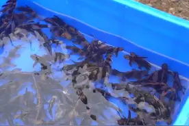 30秒 | 胭脂鱼、中华沙鳅、岩原鲤等 四川宜宾江安16万尾鱼苗放流长江图片