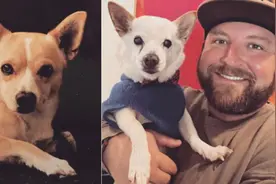 22岁高龄宠物犬获吉尼斯世界纪录认证图片