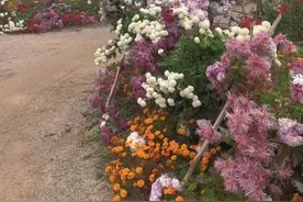 72岁老人在村里空置地种了一片花海：种菜是私心，种花能共享图片