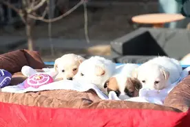 当好“监护人”，别让宠物四处流浪 | 人民锐见图片