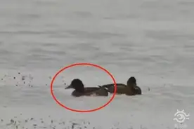 “鸟中大熊猫”现身阳澄湖！409种鸟儿惊艳“天堂”图片