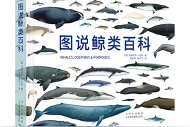 独具魅力的鲸，在《奇怪的律师禹英雨》中出现了哪些鲸图片