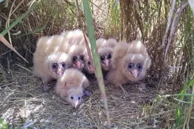 萌！云南果园出现6只“小怪鸟”，来头还真不小图片