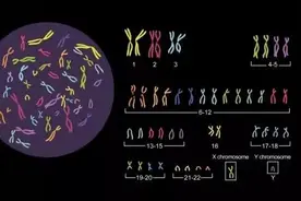 浙江女子3年未孕，一查竟是男性染色体图片
