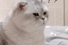 做了这件事，她被冒名网贷，还被判还款图片