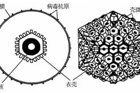 别亲孩子，小心传播“亲吻病毒”图片