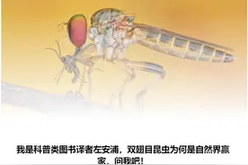 为什么没有了苍蝇，地球会变得更加恶心？图片