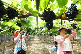 葡萄架上“结硕果”“葡萄+”下“好生活”图片