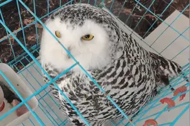 漠河村民发现哈利波特同款雪鸮，当地警方：救助后放归自然图片