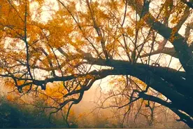 广水：千年夫妻银杏树 满身“黄金甲”图片