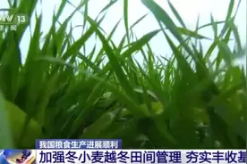 加强田间管理 优化种植结构 各地这样提升小麦品质图片