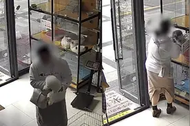 女子进宠物店偷抱走猫咪，店主：她说看猫可爱抱回去玩两天，感觉很无语