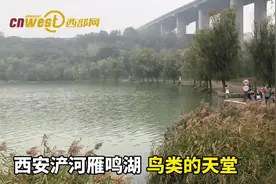 视频│西安浐河雁鸣湖：鸟类的天堂 来过冬的野鸭很多图片