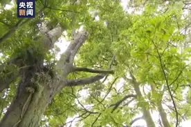 树龄超1300年！贵州黔西发现“国保级”千年古树名木乌柿树图片