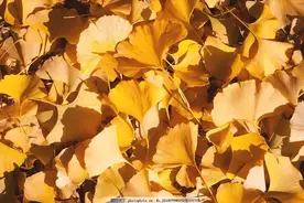 美丽落叶变身金色“小精灵”~ 丨 小叶子的手工课图片