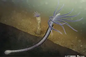 人类章鱼是5.18亿年前云南火把虫的后代，难怪章鱼高智能图片