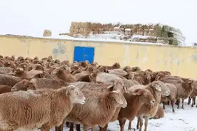 新疆多地公布冬季转场进展，要求强降雪考验下确保安全图片