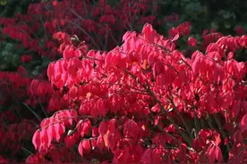 “彩化”上海的一份子，TA是密实卫矛图片