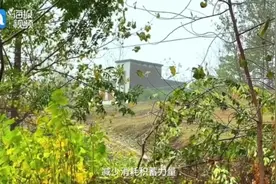 35岁女子从上海回农村老家过田园生活：没有压力，积蓄力量再出发图片