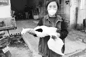 蒙城县：“落难”小白鹭 重回大自然图片