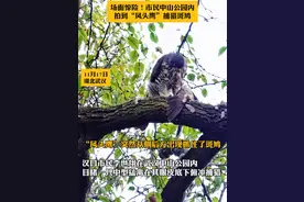 场面惊险！武汉市民在中山公园内拍到凤头鹰捕猎斑鸠图片