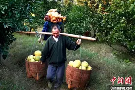 红土地上振兴路：枝头“柚”见幸福来图片