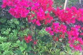 读诗‖悲歌图片