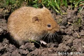 我跟爷爷刨老鼠窝图片