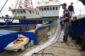 象山渔民捕到100多斤“带鱼王”？专家说，它真名叫“皇带鱼”，不是带鱼图片