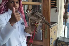 撸猫已经OUT了，卡塔尔人只撸鹰隼！底价一只两万元图片