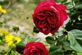 杨素涛：护理母亲日记（91）图片