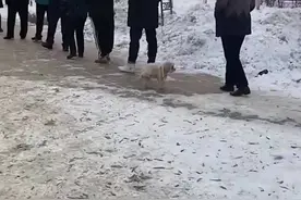 真冷！小狗冻得在地上来回切换爪子图片