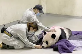 全台十大曾经陪伴我们童年的人气毛宇宙动物，你还记得谁？图片