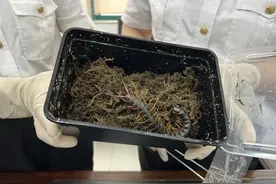 海口海关查获5条巨人蜈蚣幼体图片