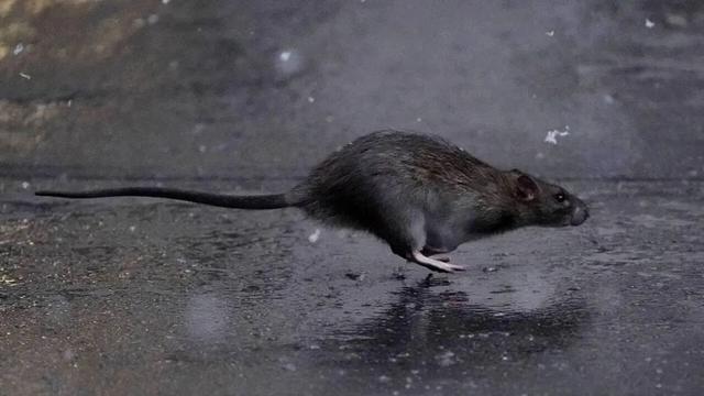 巴黎鼠灾:耗子在路人身体里游走.